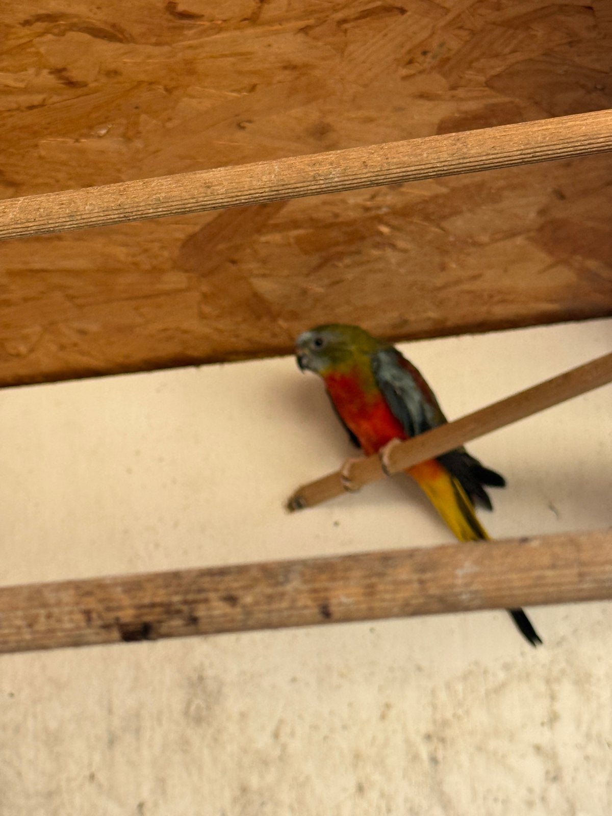 Te koop Turquoisine parkieten roodbuik, Meerdere dieren, Parkiet