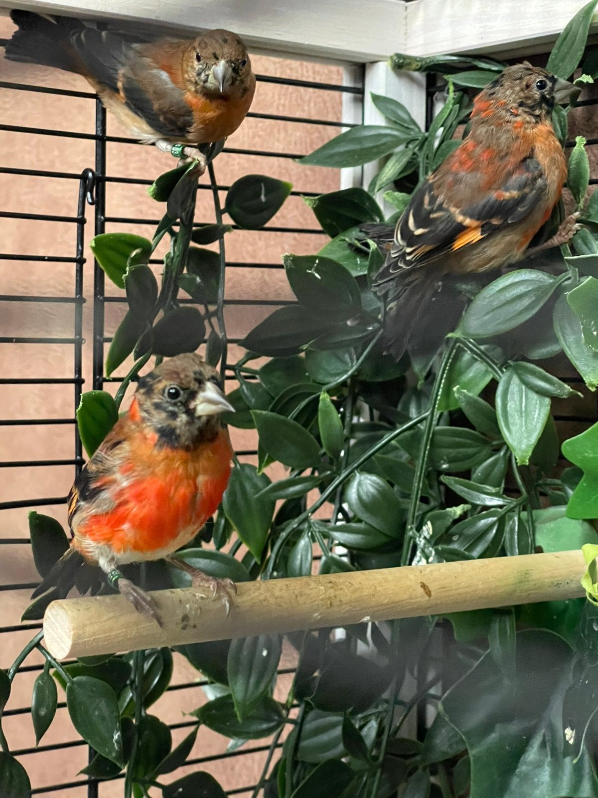 Kapoetsensijsjes jongen februari 2026 natuurbroed, Dieren en Toebehoren, Meerdere dieren, Geringd