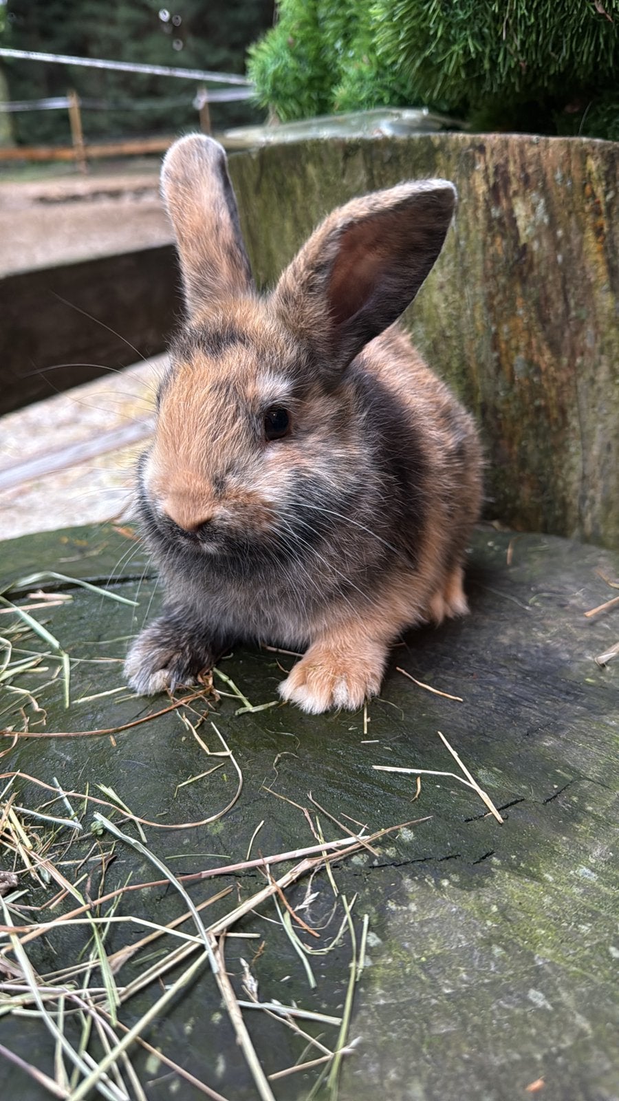 Half satijn kleurdwerg, Dieren en Toebehoren, Konijnen, Mannelijk, Dwerg