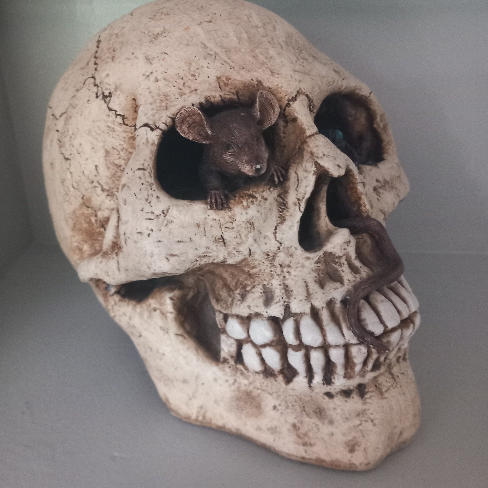 Schedel met muizen spaarpot - Halloween decoratie, Vintage, Beige, Ophalen of Verzenden, Zo goed als nieuw