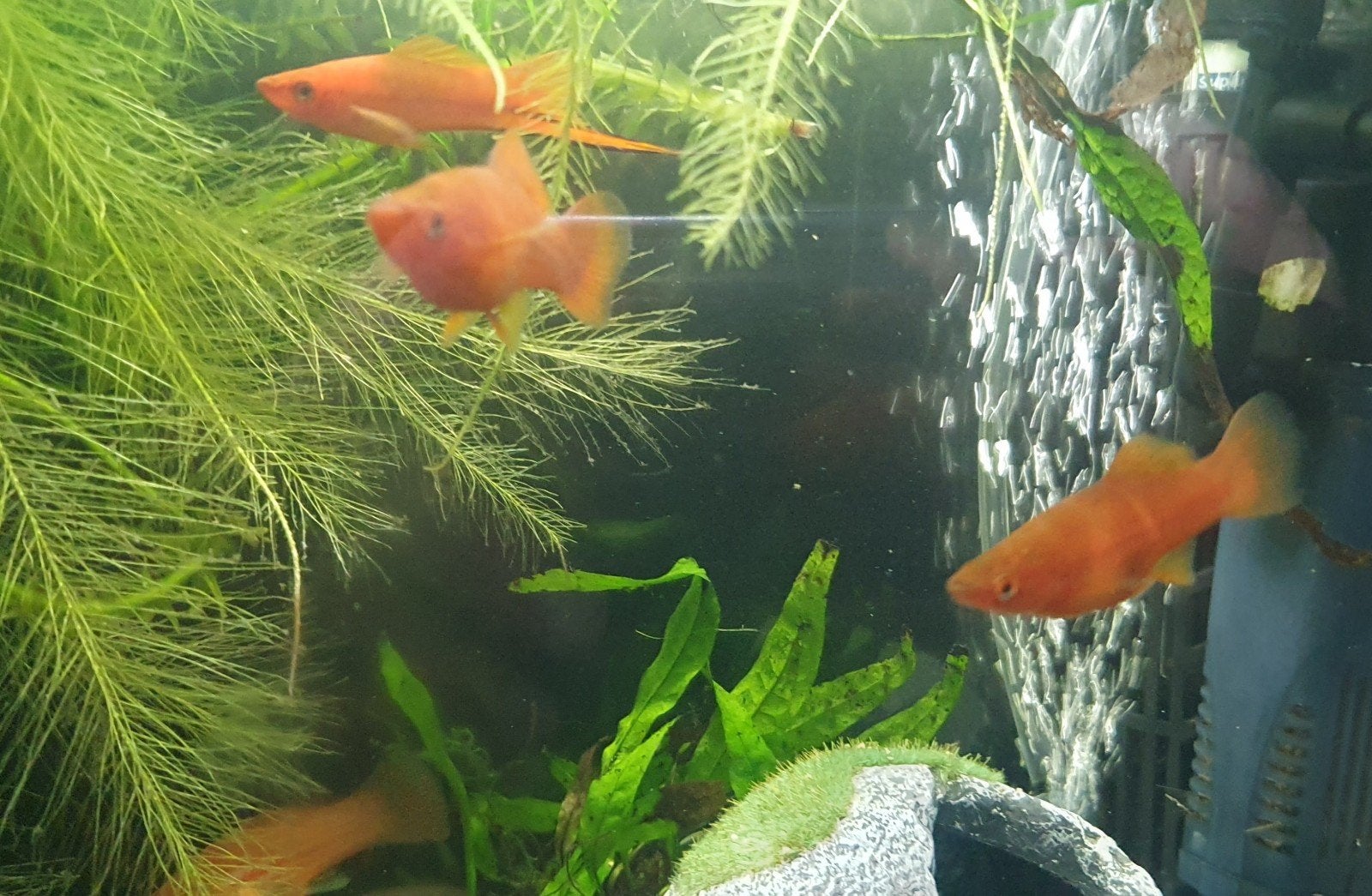 4 Zwaarddragers, Vis