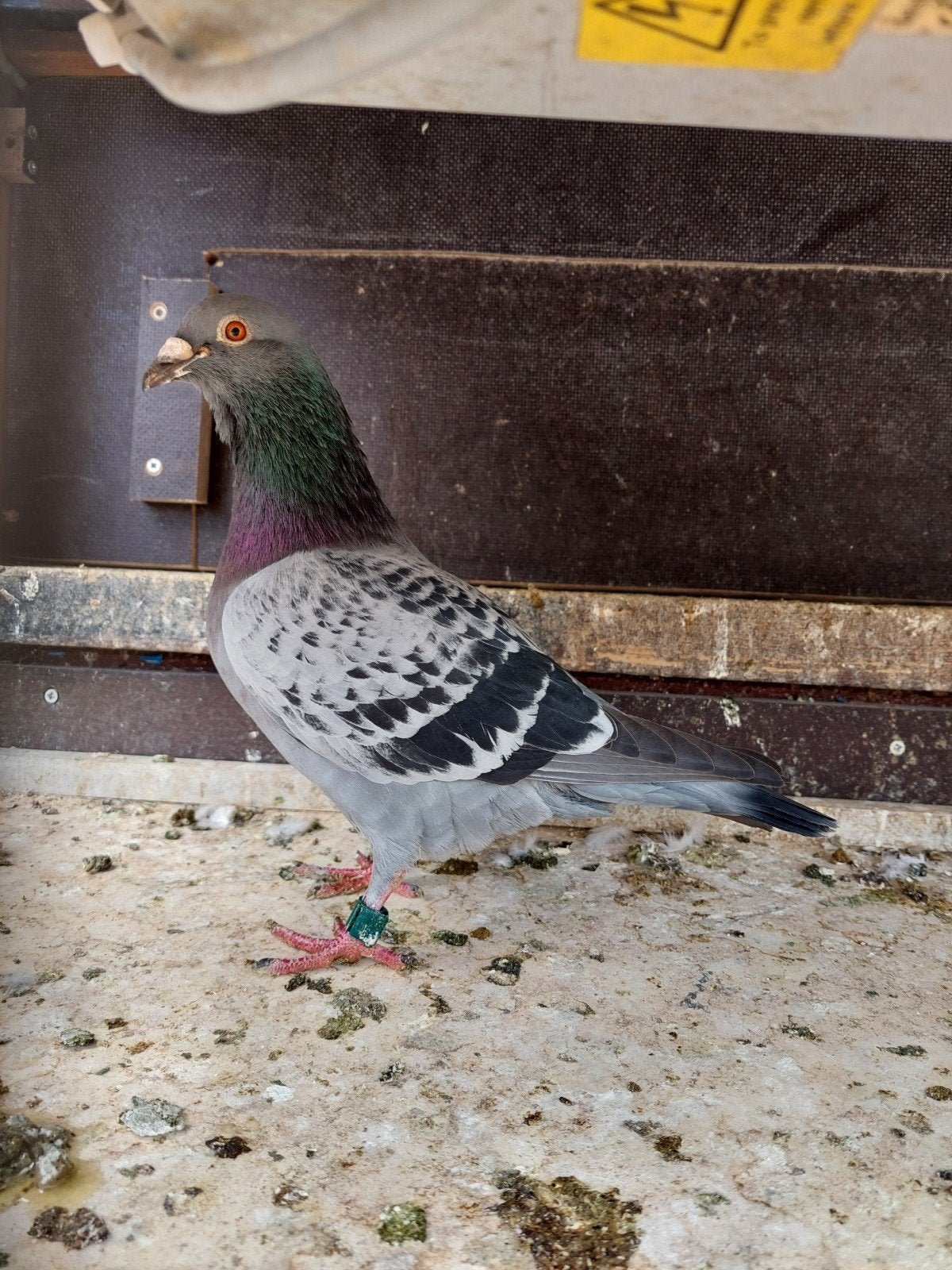 Krasdoffer fond., Dieren en Toebehoren, Vogels | Duiven, Mannelijk, Postduif