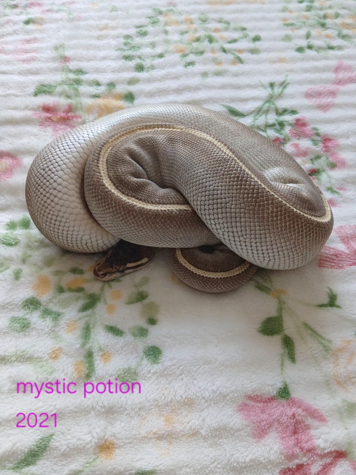 koningspython dames volwassen Ball Python photo 5
