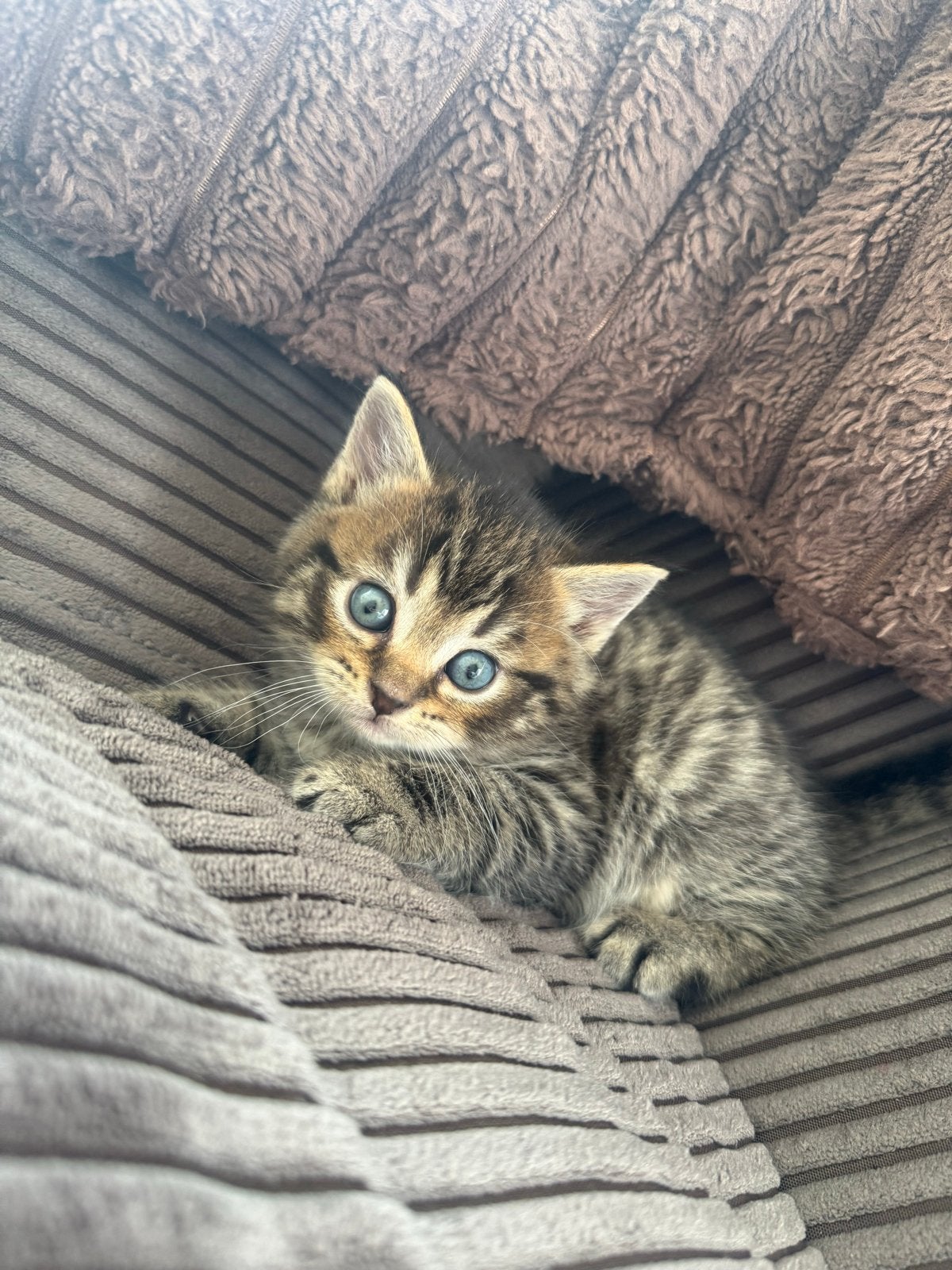 Lieve kitten te koop, Kater, Kortharig, 0 tot 2 jaar
