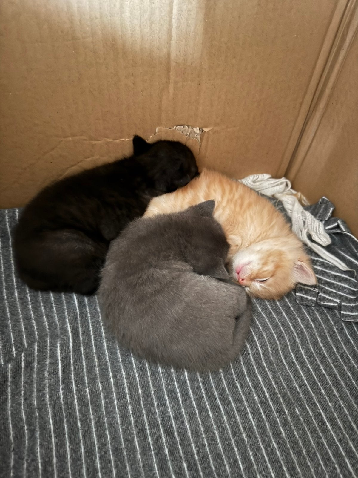 Kittens te koop (combi huiskat perzisch), Dieren en Toebehoren, Meerdere dieren
