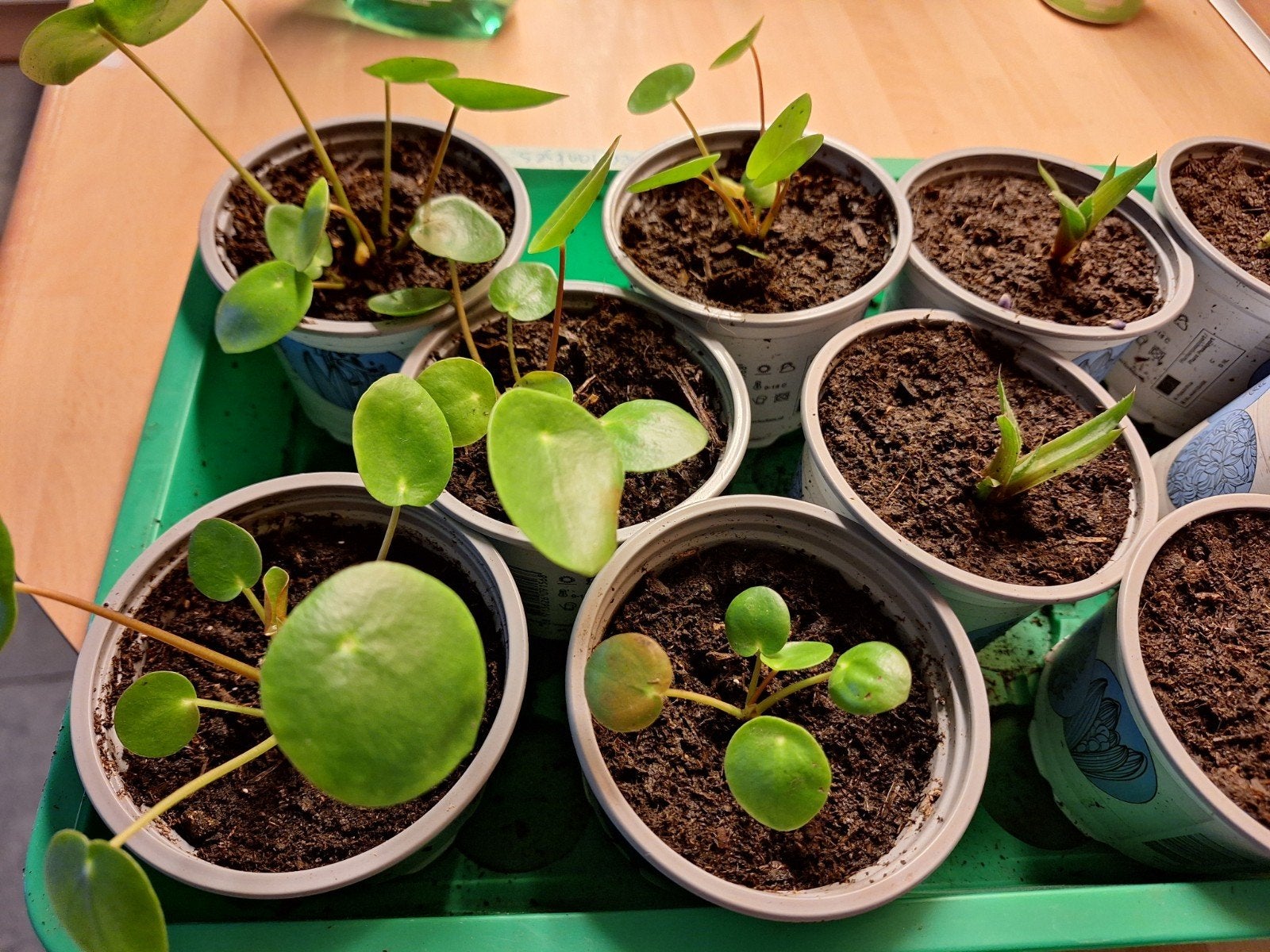 Pannenkoekplant (Pilea Peperomioides) en Aloë Vera stekjes, Vaste plant, Bloeit niet, Halfschaduw, Ophalen