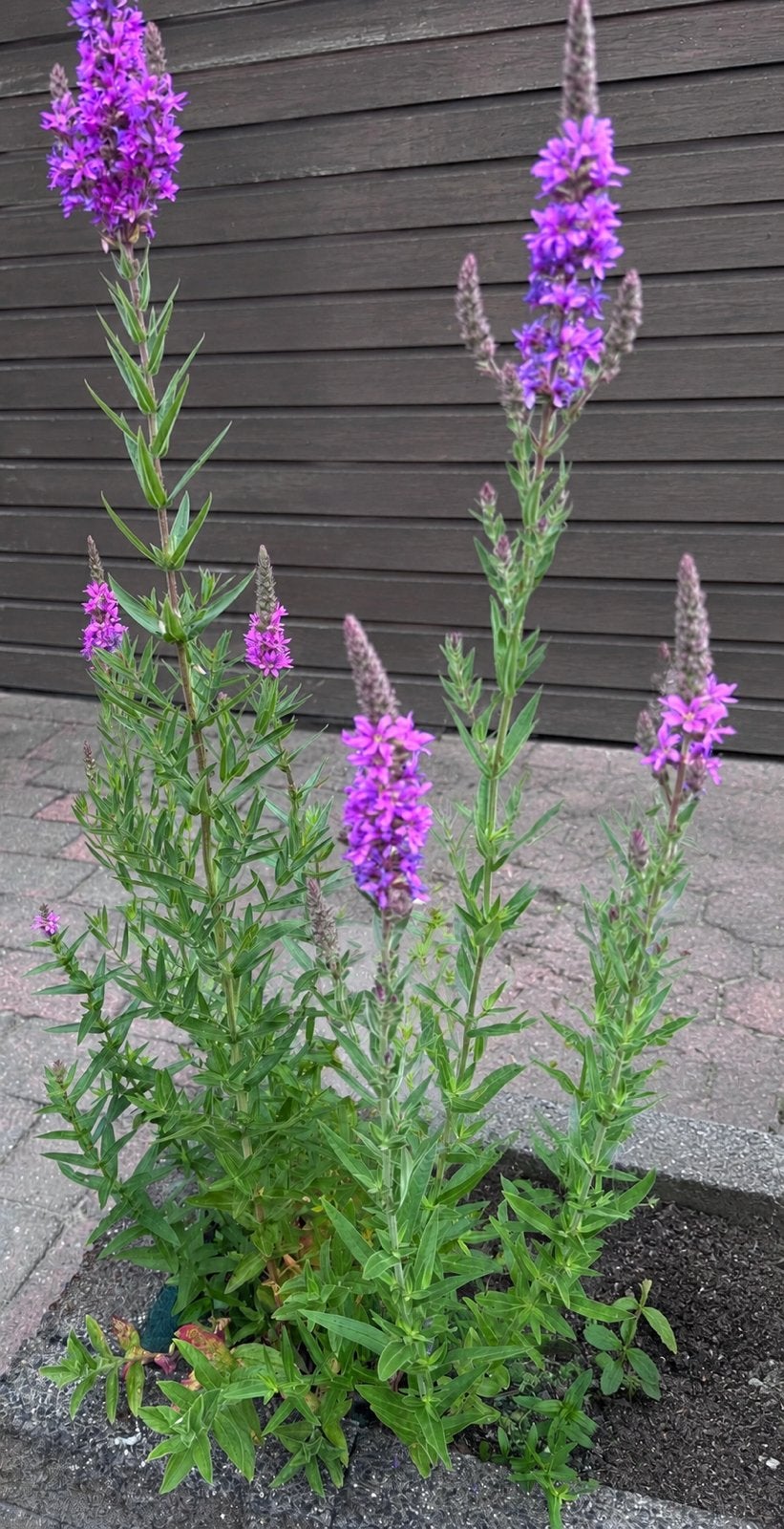 Grote Kattenstaart / Lythrum salicaria, vaste plant, Volle zon, Vaste plant, Zomer, Ophalen