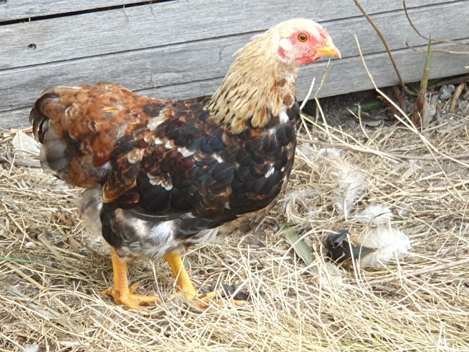 jonge Wyandotte krielhaatjes, Dieren en Toebehoren