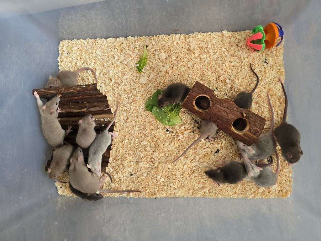 Jonge ratjes rittens knaagdier, Dieren en Toebehoren, Knaagdieren, Rat, Maart, Meerdere dieren, Tam