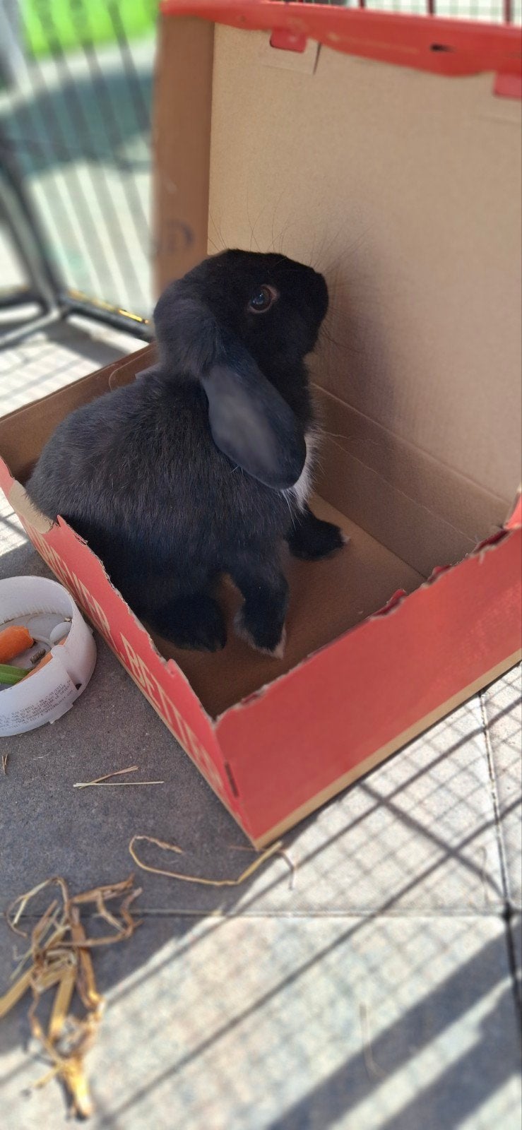 Konijn dwergkonijn minilop hangoor, Dieren en Toebehoren, Februari, Mannelijk, Overige typen, Tam