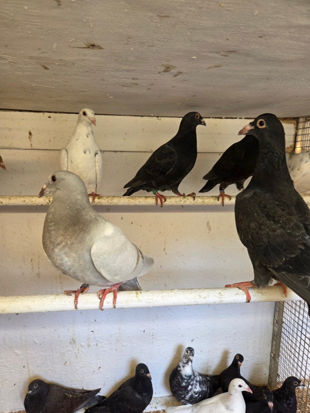 14 kleur post duiven, Dieren en Toebehoren, Meerdere dieren, Postduif