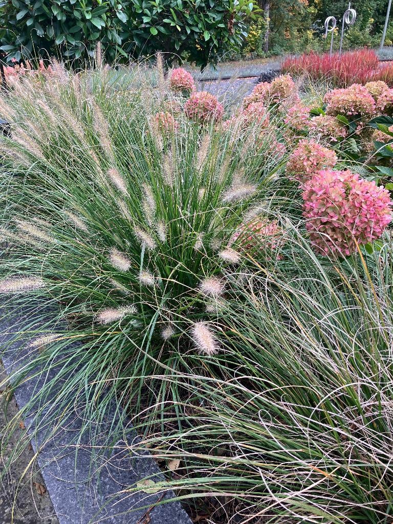 Lampenpoetsersgras (pennisetum alopecuroides), Tuin en Terras, Ophalen, Volle zon, Vaste plant, Siergrassen