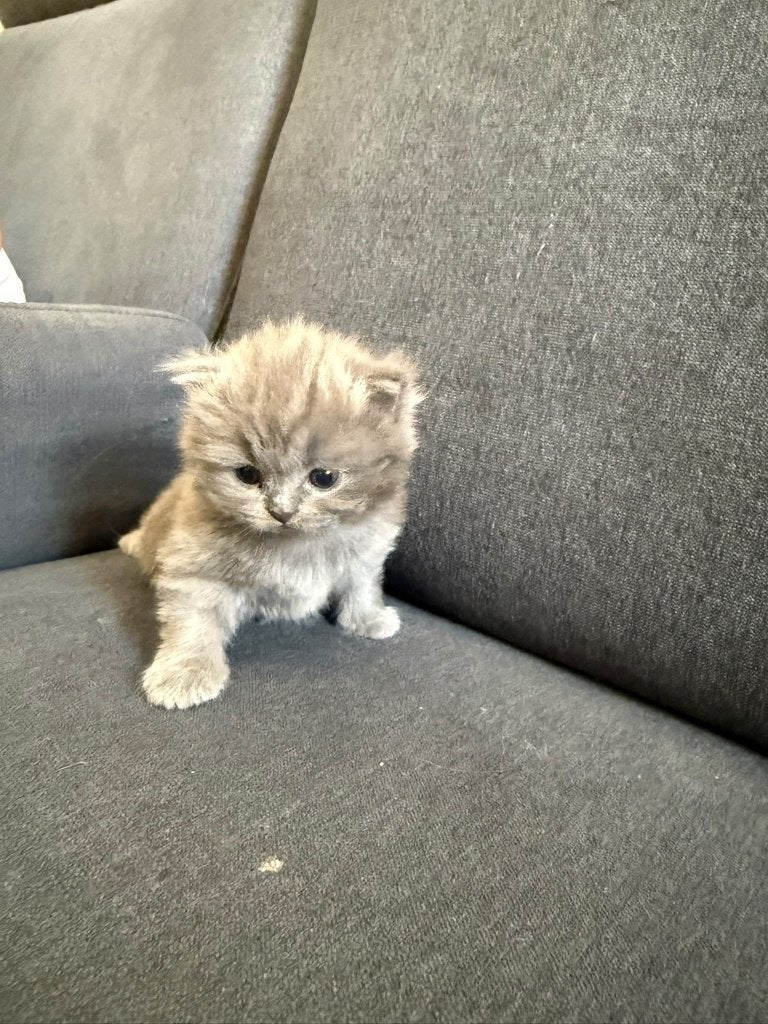Britse korthaar, Poes, Ingeënt, 0 tot 2 jaar