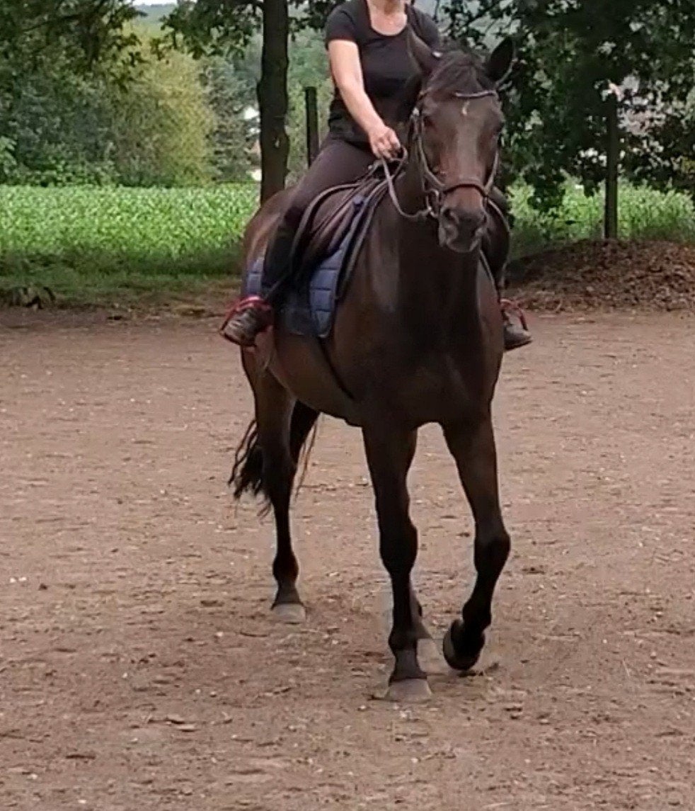 Leuk,lief en betrouwbaar familie paard met een top karakter, Dieren en Toebehoren, Paarden, Ruin, 170 tot 175 cm, 11 jaar of ouder
