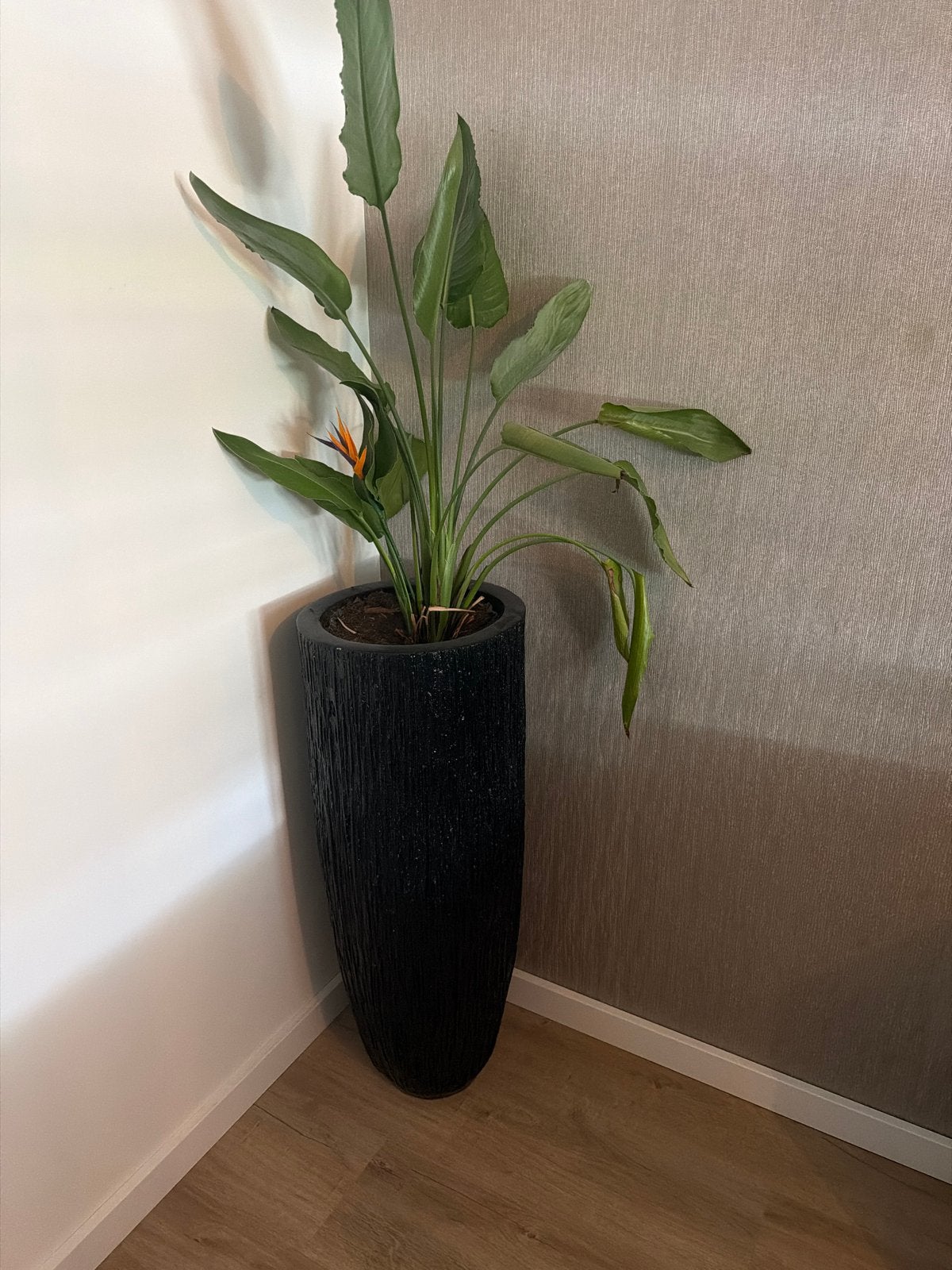 Strelitzia Nicolai (Paradijsvogelplant) in hoge pot, Ophalen, 100 tot 150 cm, Overige soorten, Halfschaduw
