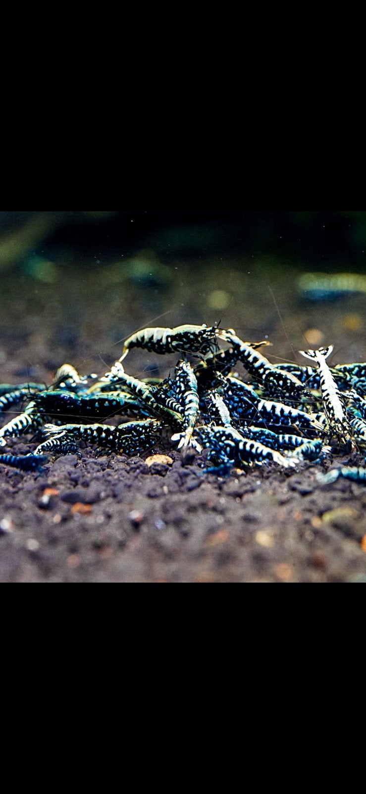 Garnalen galaxy fishbone zwart, Kreeft, Krab of Garnaal