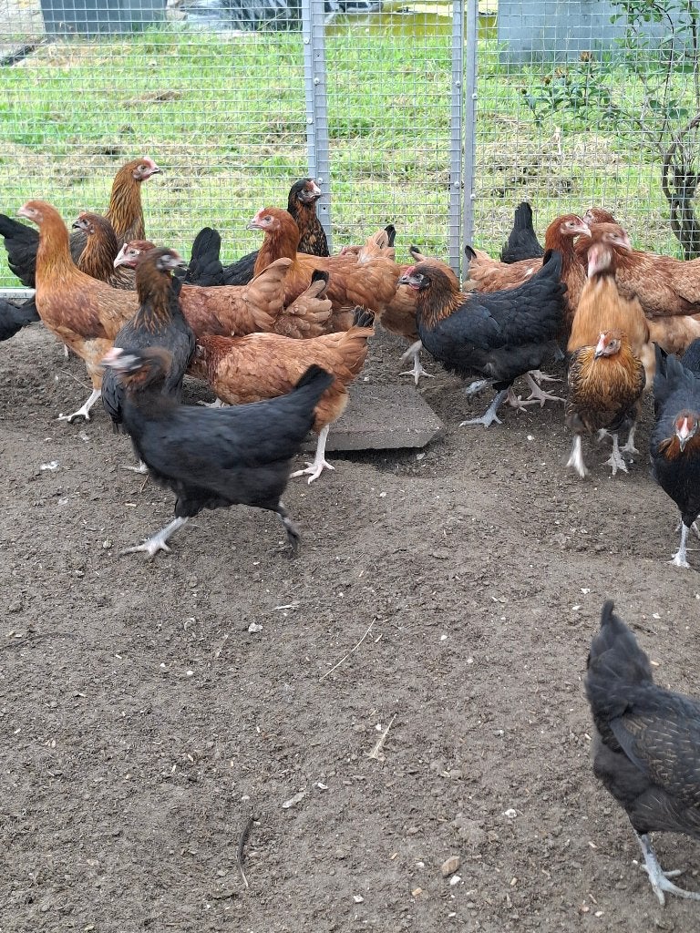 Marans hennen, 2 kleuren, Dieren en Toebehoren, Pluimvee, Kip, Vrouwelijk