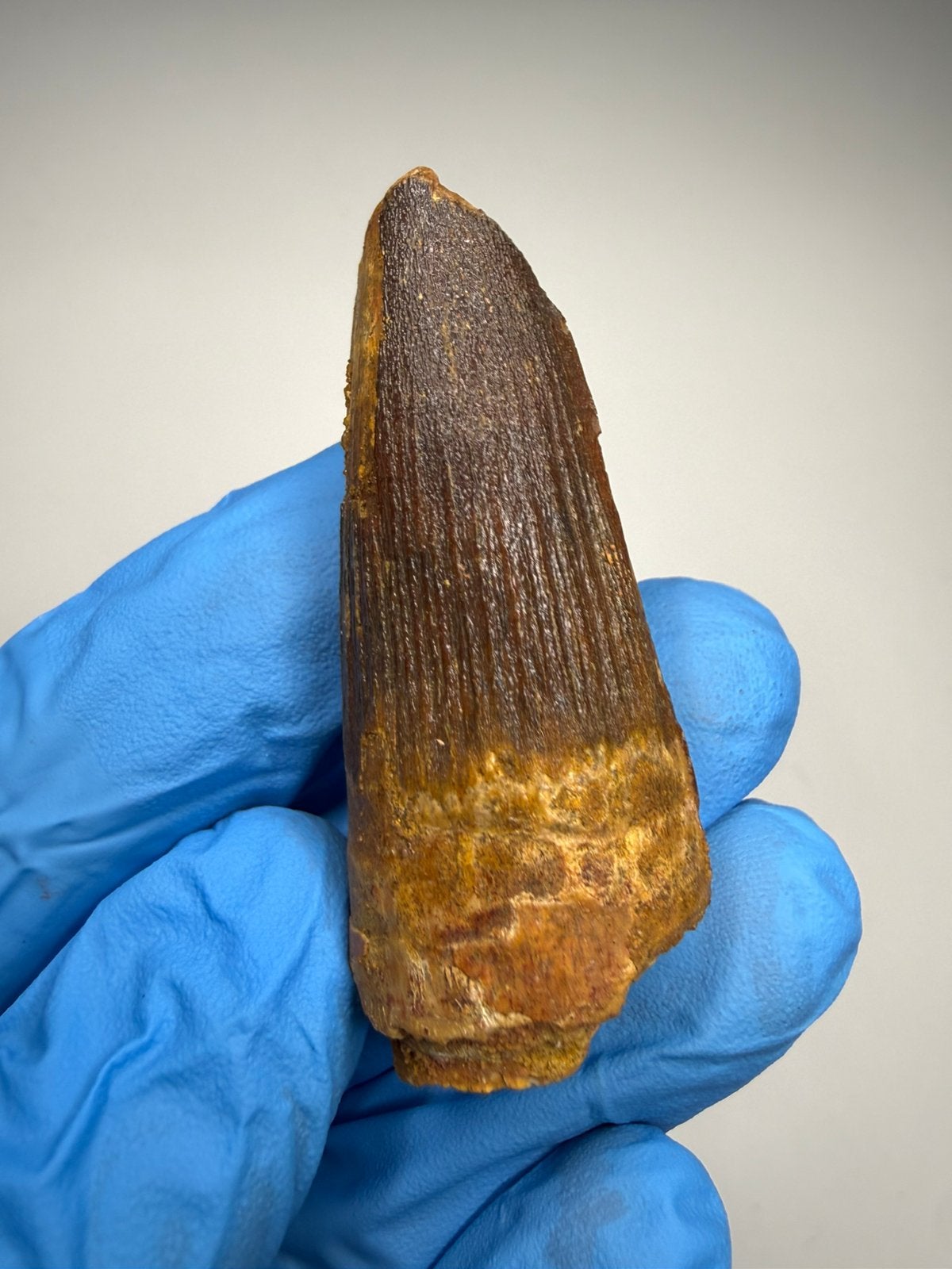 Dikke Spinosaurus tand, Ophalen of Verzenden, Fossiel