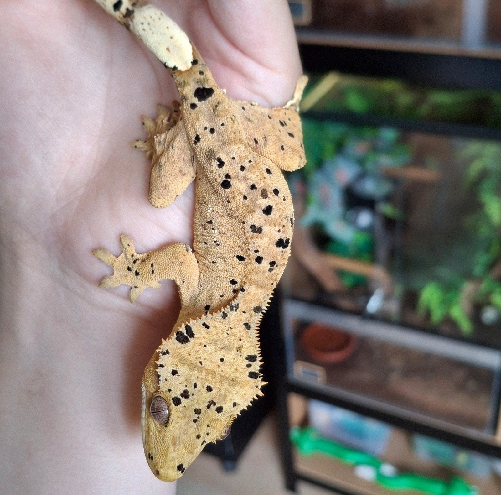 Prachtige superdalmatian wimpergekko/crested gecko vrouw Crested Gecko - female for sale from Lotus' Creatures
