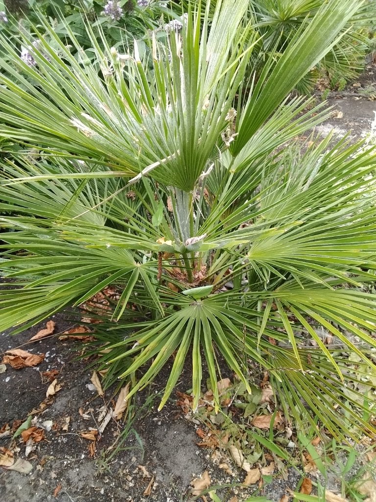 Dwergpalm winterbestendig, Volle zon, Vaste plant, Bloeit niet, Ophalen