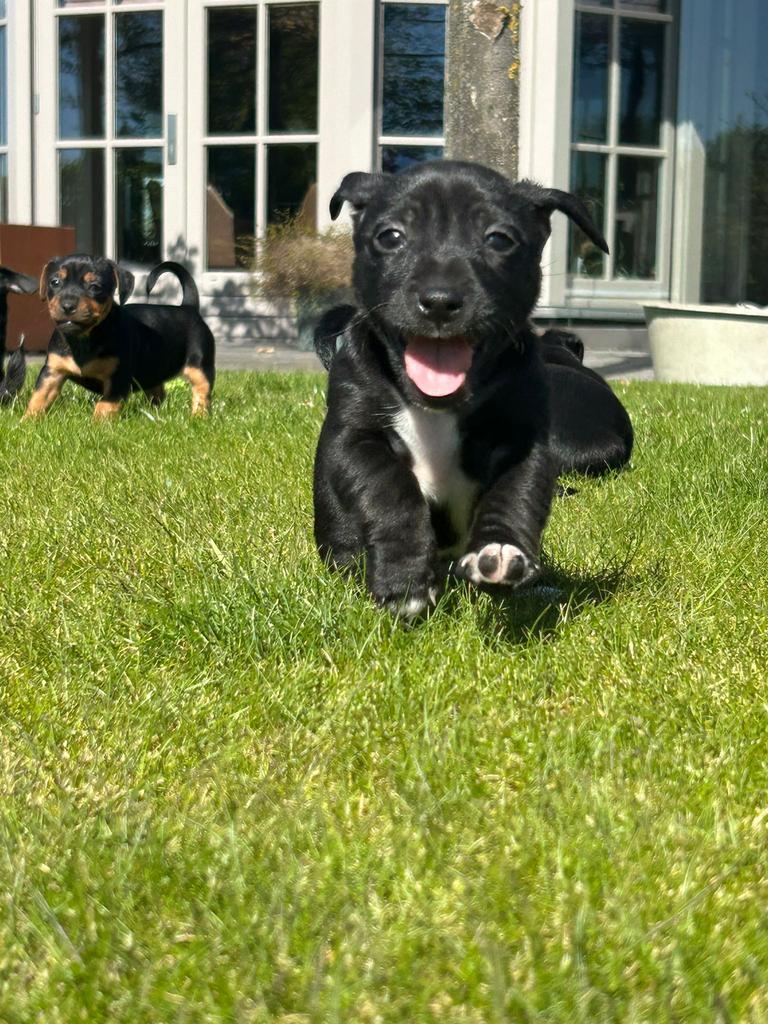 Jack Russel Pups, Dieren en Toebehoren, Honden | Jack Russells en Terriërs, Jack Russell Terriër, 8 tot 15 weken, Meerdere dieren
