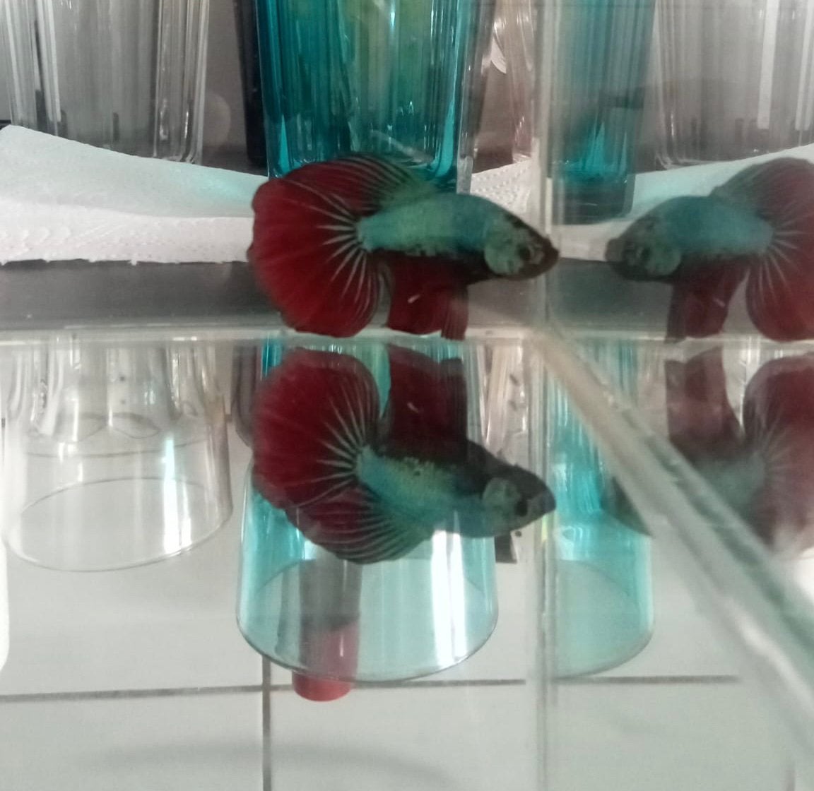 Betta man, Dieren en Toebehoren, Vissen | Aquariumvissen, Vis, Zoetwatervis