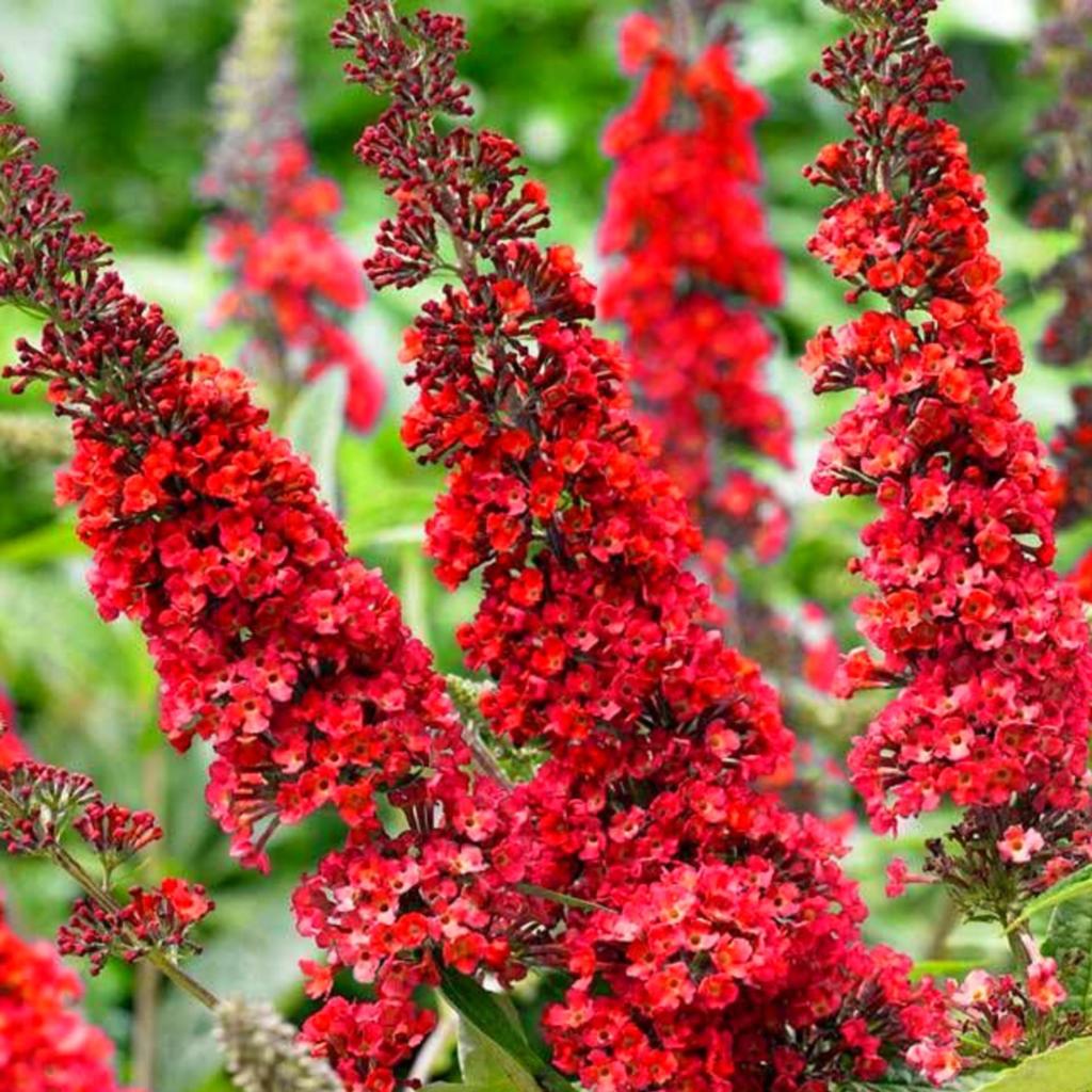 Buddleja soorten Vlinderstruiken 40/50cm 1 liter potgekweekt, Overige soorten, Volle zon, Vaste plant, Ophalen of Verzenden