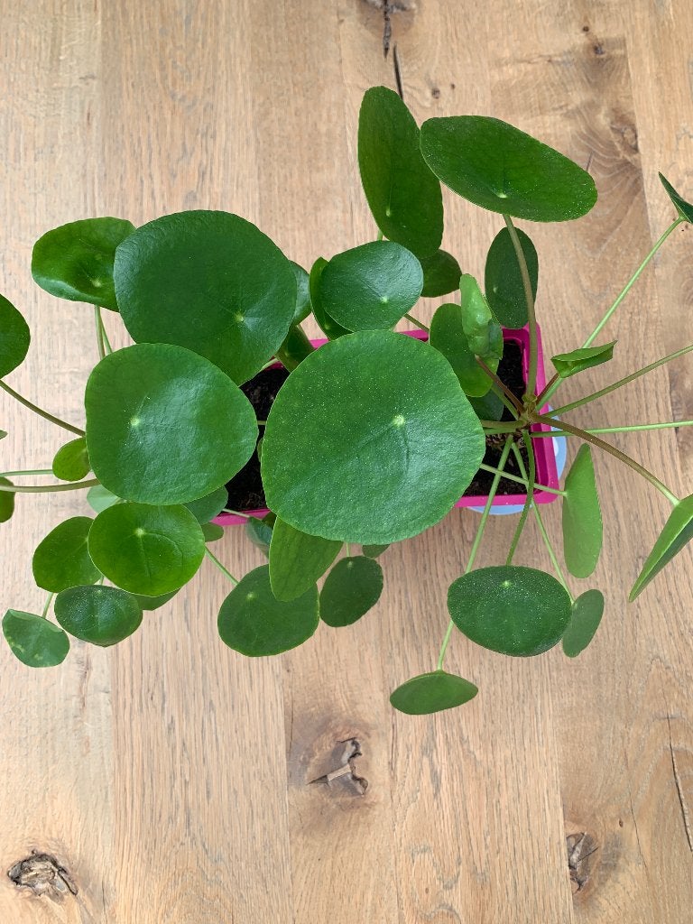 PANNENKOEKENPLANT, Ophalen, Overige soorten, Halfschaduw, Minder dan 100 cm