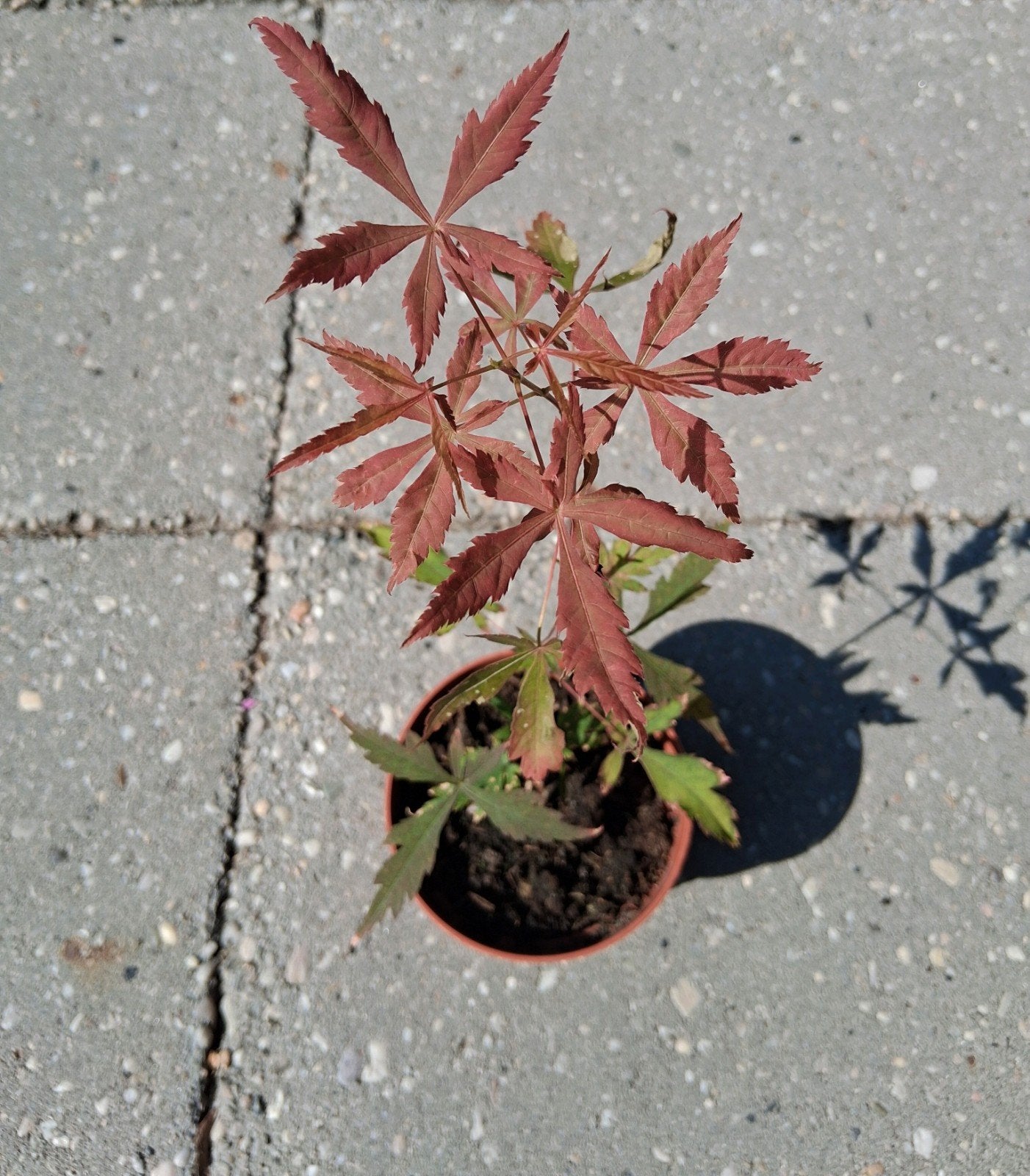 Japanse esdoorn Acer palmatum, Tuin en Terras, Vaste plant, Bloeit niet, Halfschaduw, Ophalen