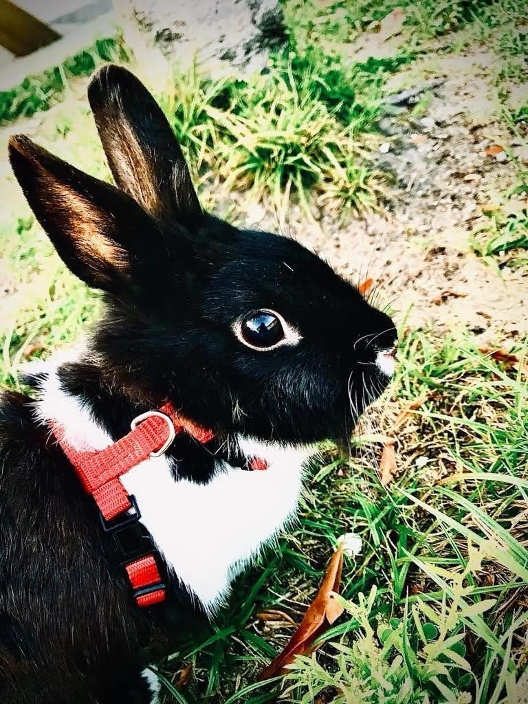Lief konijn zoekt nieuw baasje, Mannelijk