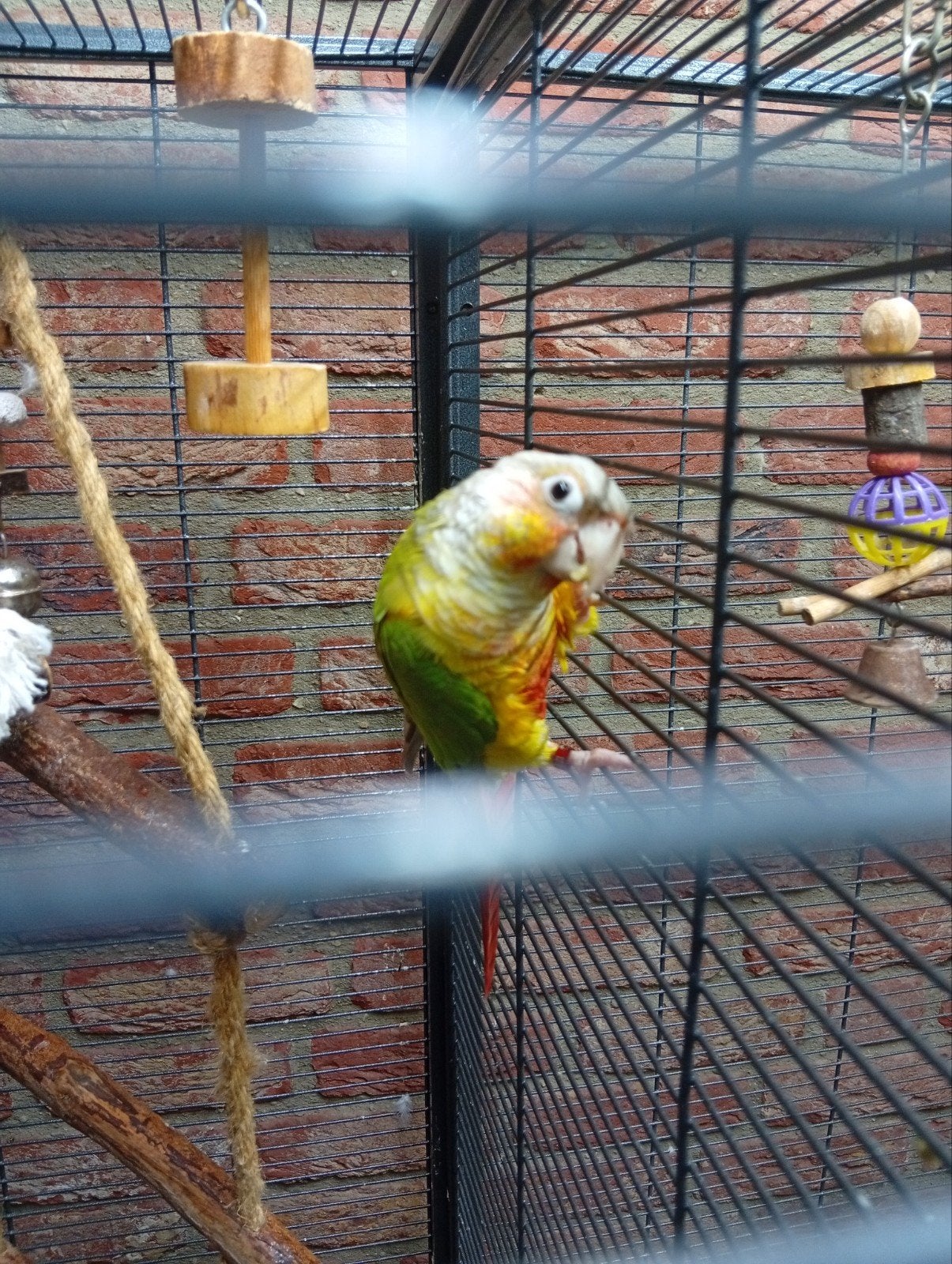 Pyrrhura Molinae, Dieren en Toebehoren, Vrouwelijk, Parkiet, Geringd