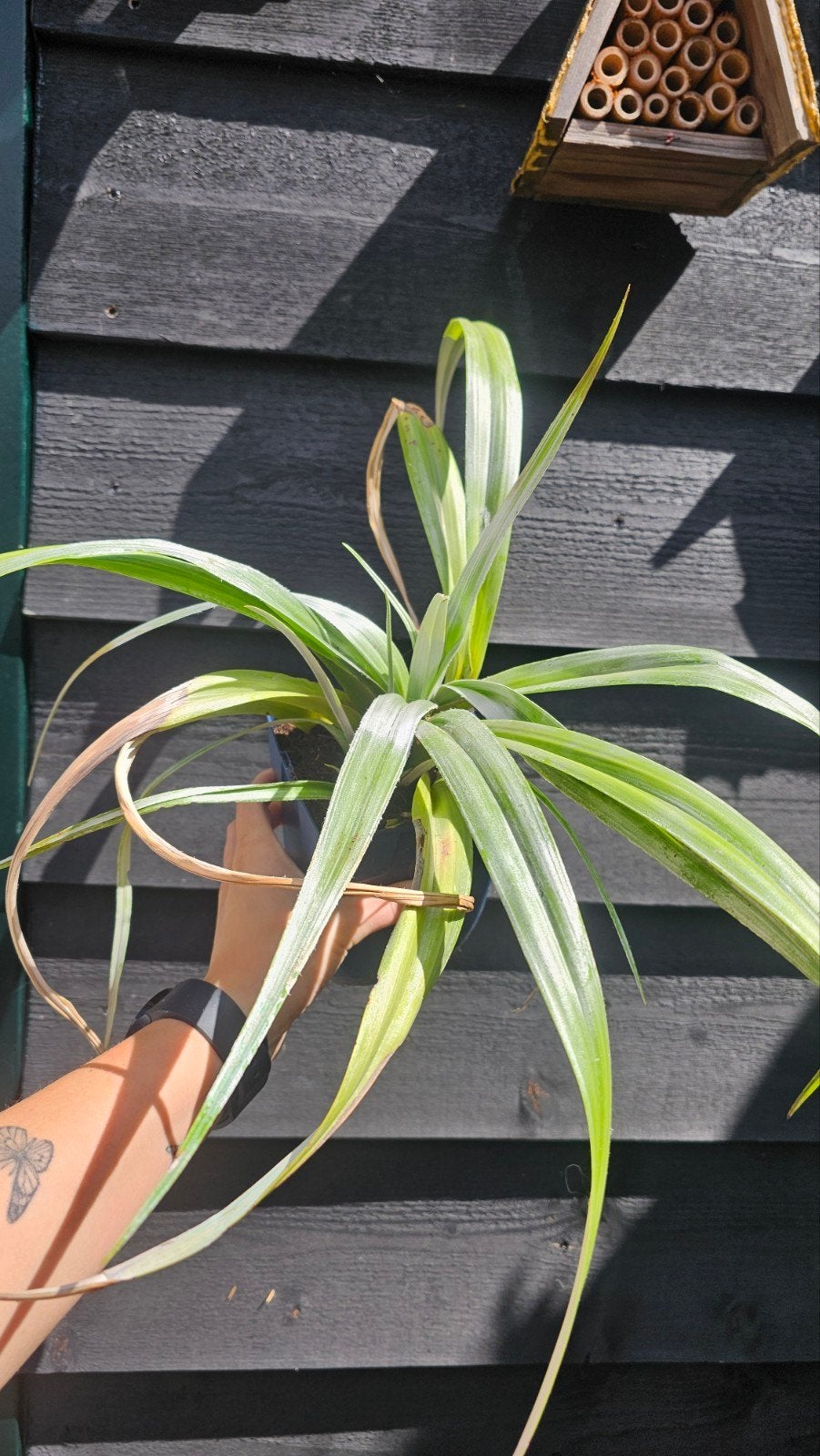 Astelia, Ophalen, Volle zon, Vaste plant, Siergrassen