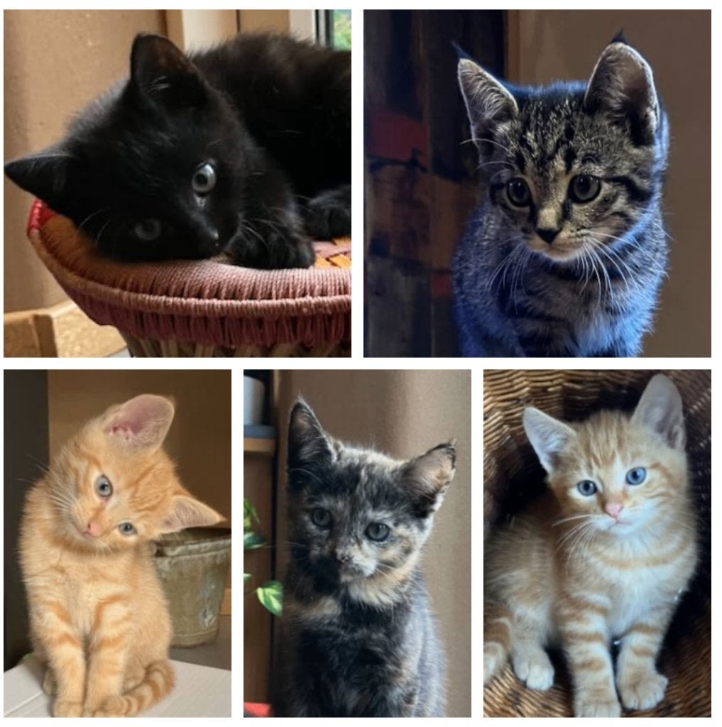Superleuke en lieve kittens met verschillende kleurtjes, Meerdere dieren, Kortharig, 0 tot 2 jaar