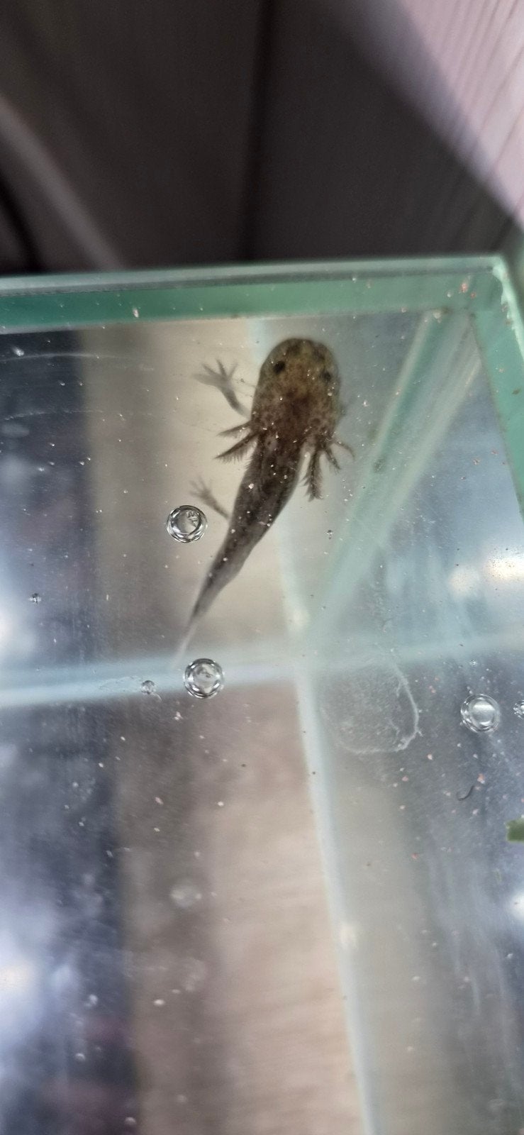 Baby axolotls, Amfibie, 0 tot 2 jaar
