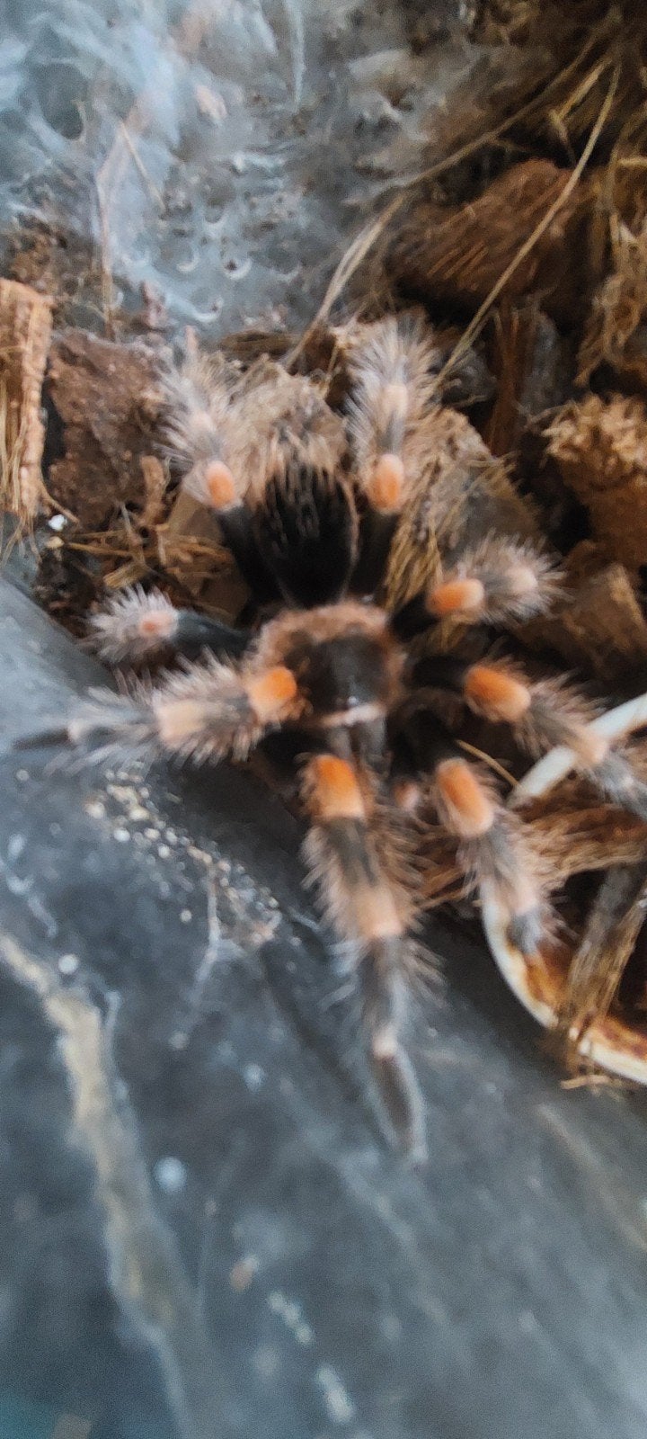 brachypelma smithi