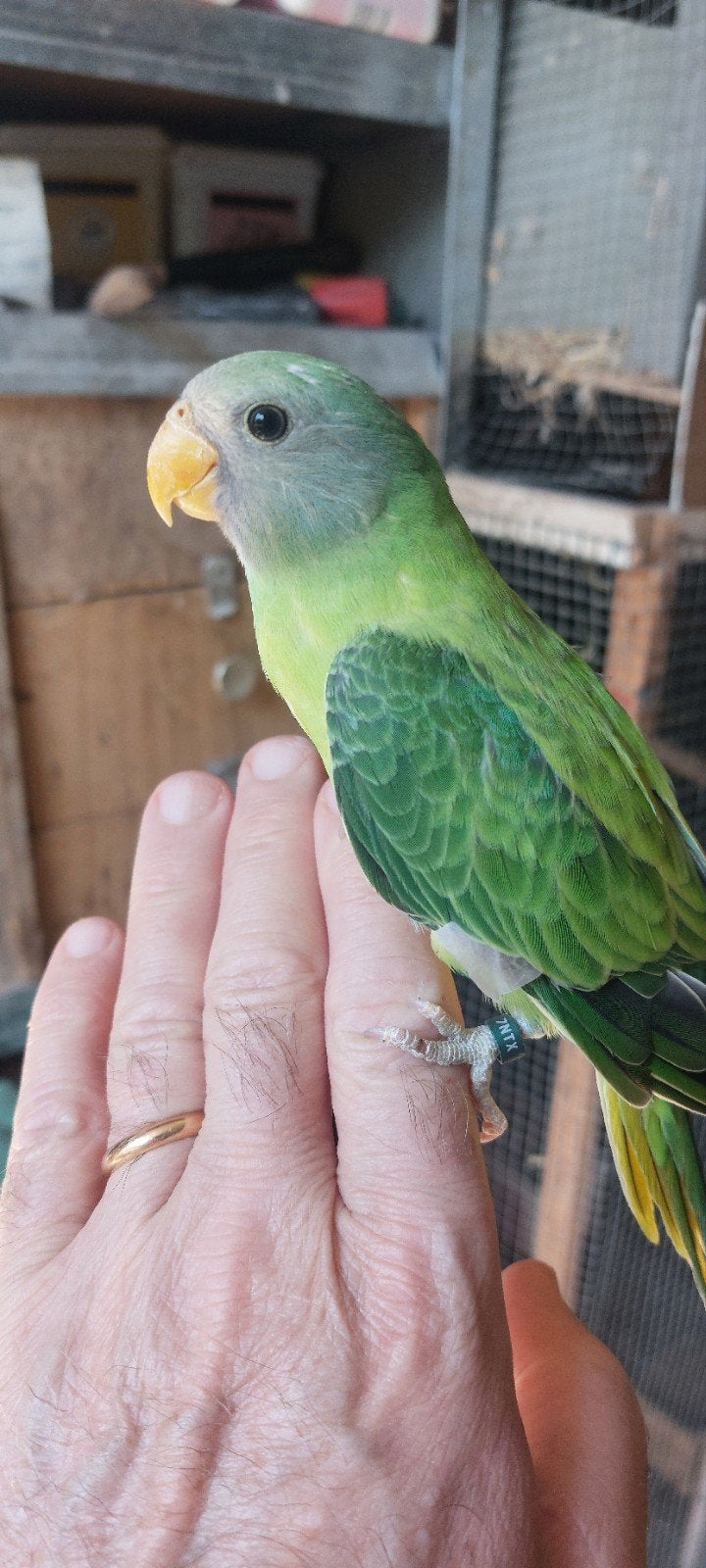 PRUIMKOPPEN BABYS TAM TE MAKEN, Geslacht onbekend, Dwergpapegaai of Agapornis, Geringd