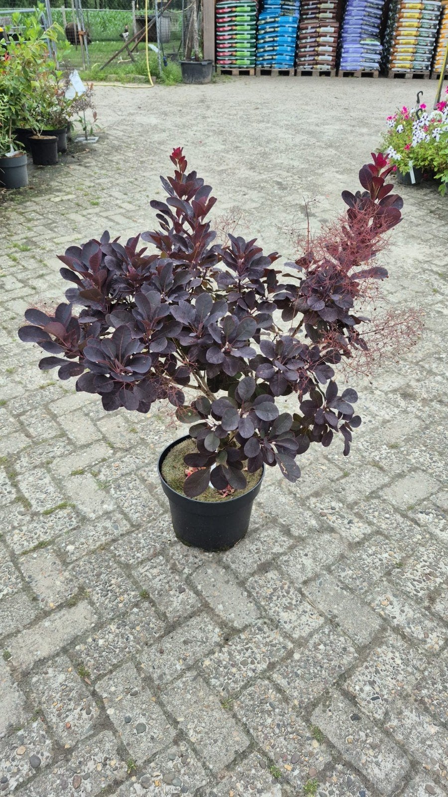 Cotinus coggygria 'Royal Purple' - Pruikenboom, Volle zon, Vaste plant, Zomer, Ophalen