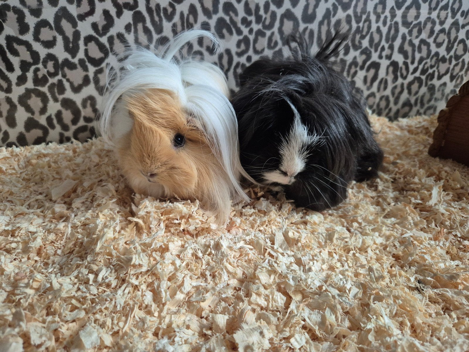 2 lieve vrouwtjes Peruvian cavia’s zoeken samen een nieuw, w, Vrouwelijk, Tam, Maart, Cavia