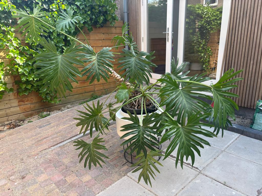 Grote Philodendron Selloum - Prachtige Kamerplant, Ophalen of Verzenden