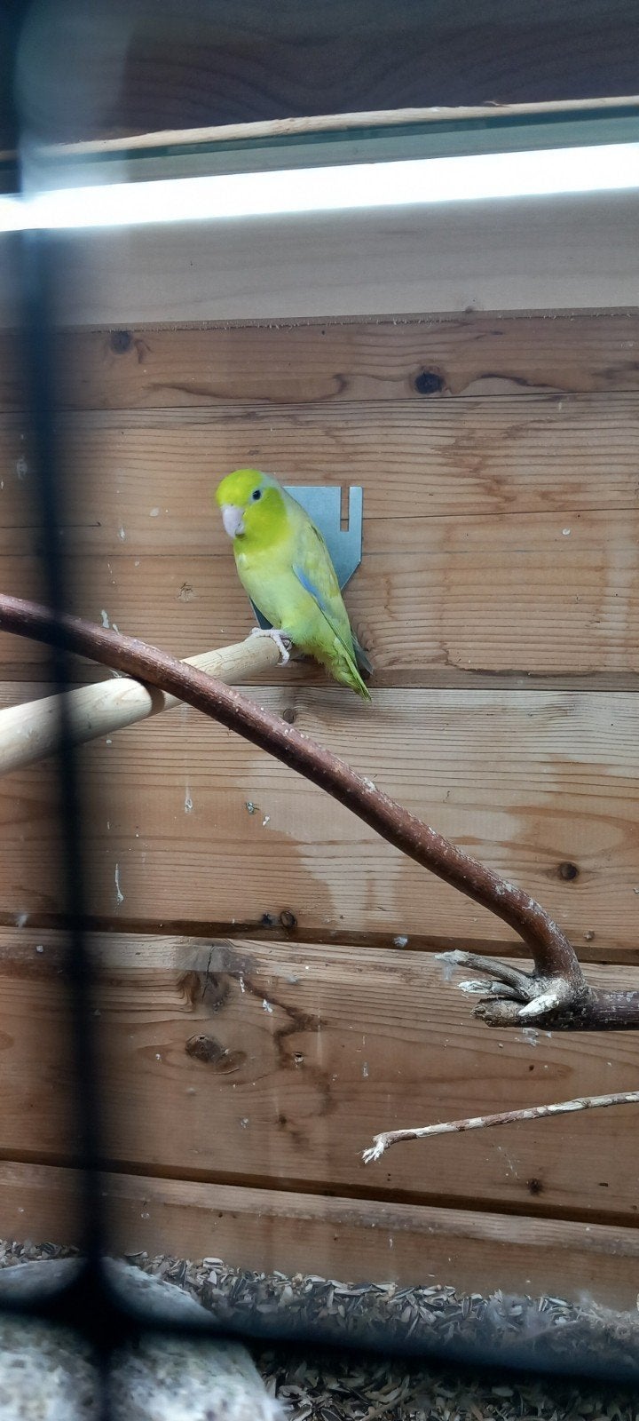 Forpus, Dieren en Toebehoren, Vogels | Parkieten en Papegaaien, Vrouwelijk, Parkiet, Geringd