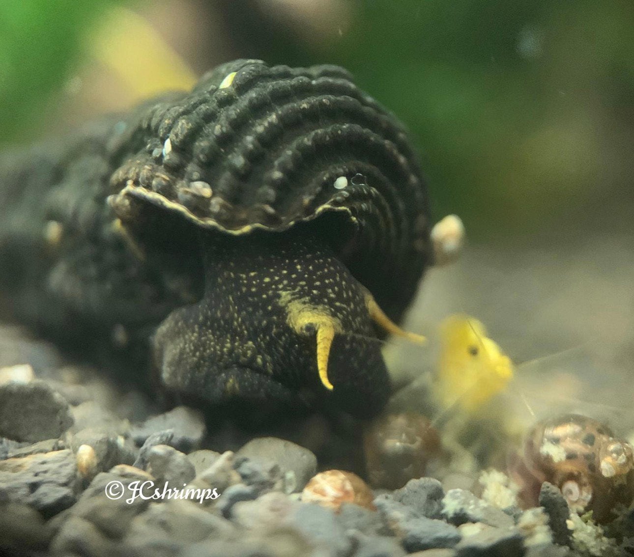 Tylomelanja Yellow Antenna | Aquarium slakken - slak, Dieren en Toebehoren, Slak of Weekdier, Zoetwatervis