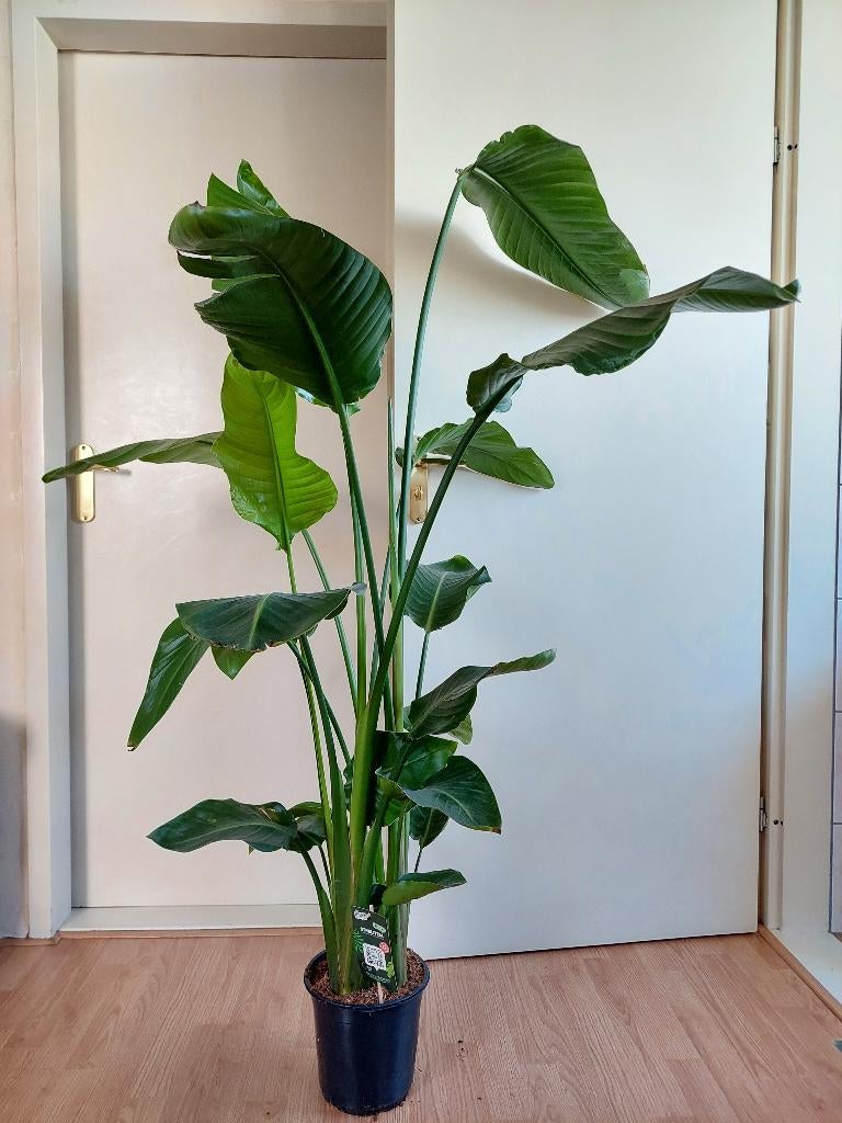 XL Strelitzia Nicolai - Paradijsvogelplant H: 160 cm., Ophalen, Overige soorten, Halfschaduw, 150 tot 200 cm