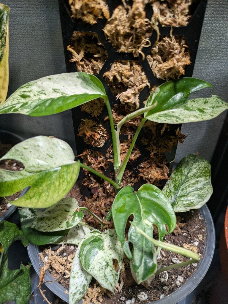 Epipremnum Pinnatum Marble variegata stek, Ophalen of Verzenden, Halfschaduw, Minder dan 100 cm