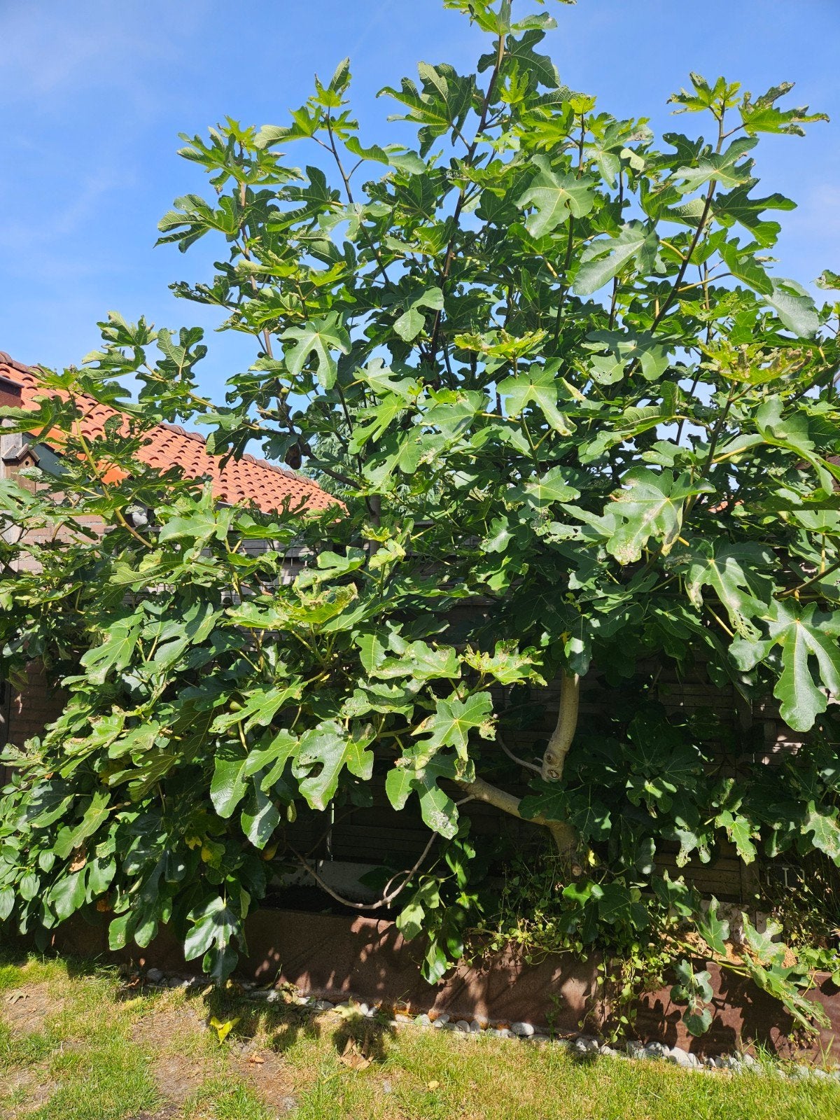 Grote vijgenboom met vruchten, Ophalen, Overige soorten, Struik, 250 cm of meer