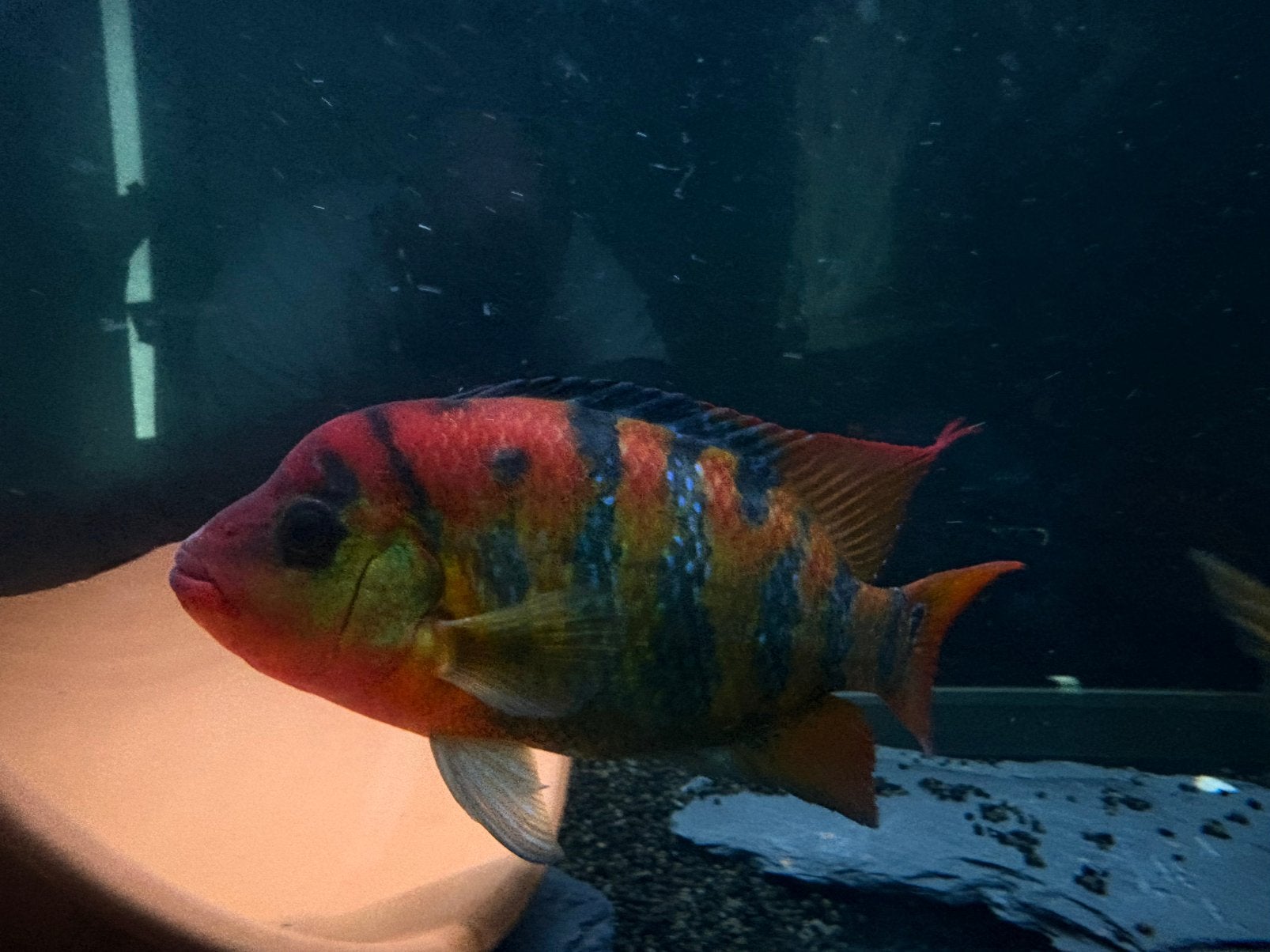Red terror cichlide vrouw, Vis