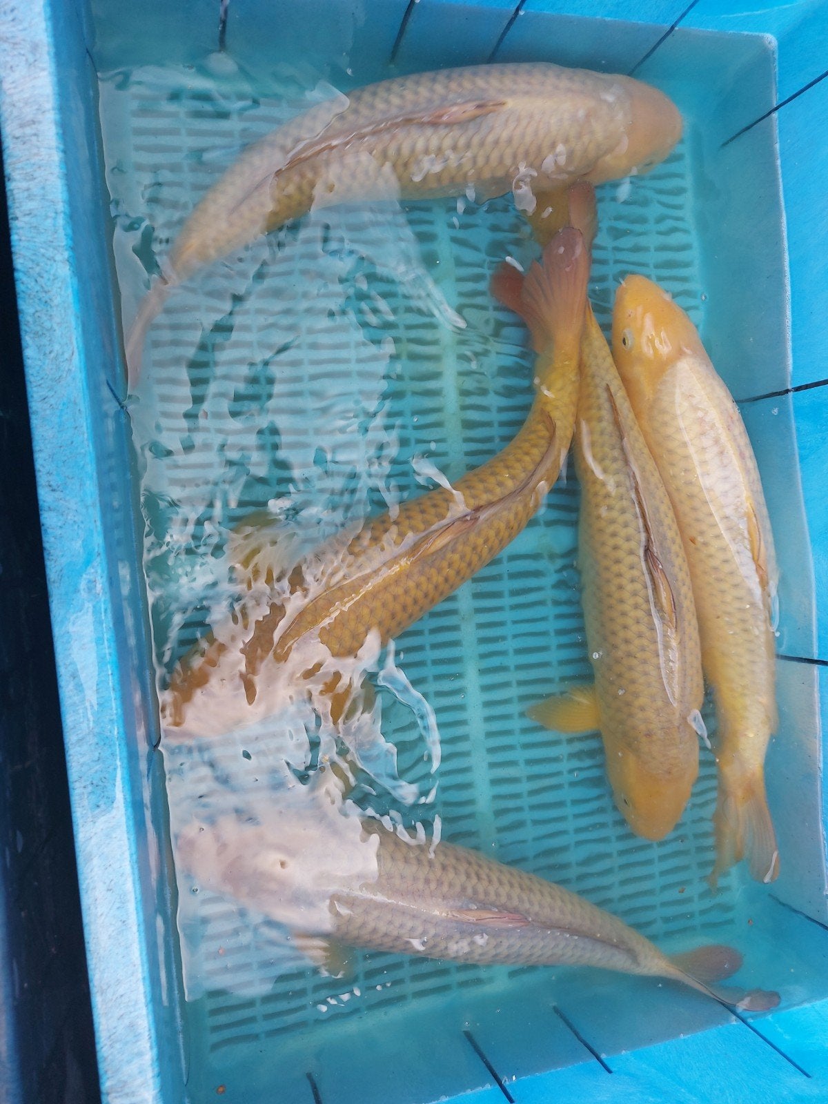 chagoi 35 cm, Karper of Koi