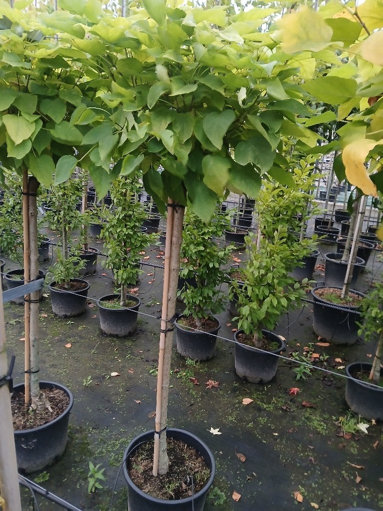 catalpa, Tuin en Terras, 100 tot 250 cm, Zomer, Ophalen, Volle zon