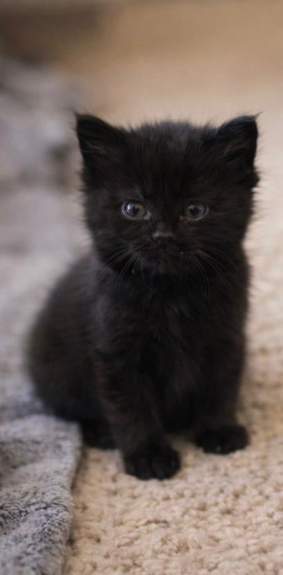 Kittens, Meerdere dieren, Ontwormd
