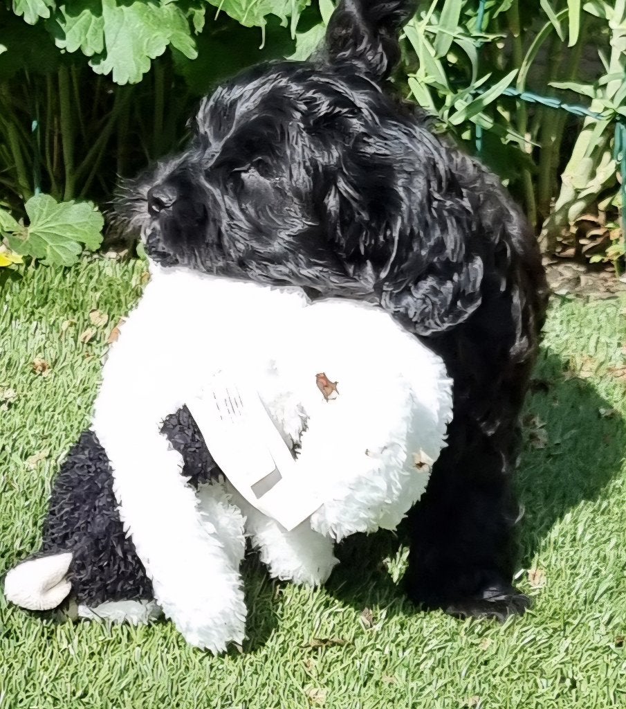 Prachtige pup, Reu, 8 tot 15 weken, Parvo, Eén hond