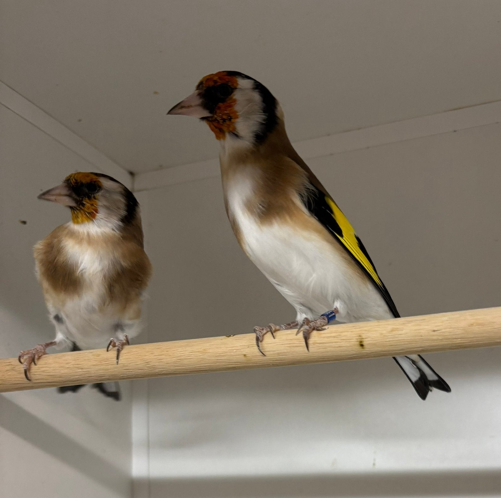 Te koop mayor putters, Meerdere dieren, Wildzangvogel, Geringd